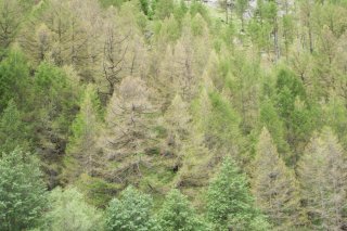 Des mélèzes infestés par l’hibernie orangée. Protection de la forêt suisse